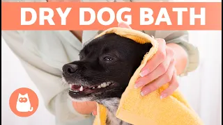 How to CLEAN a DOG Without BATHING THEM 🐱🧽 (3 Ways)