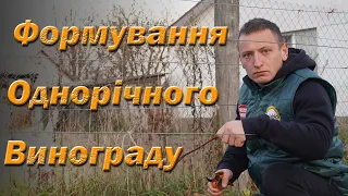 Обрізка однорічного куща винограду