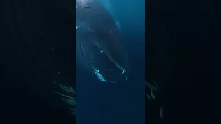 Huge humpback 🐋 gives divers 🤿 a 'too close for comfort' 😧 encounter off the coast of Norway 🛥