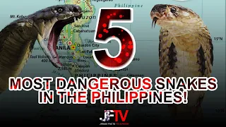 Top 5 Most Dangerous Snakes in the Philippines!