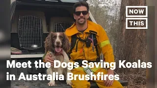 Meet the Dogs Saving Koalas in Australia Brushfires | NowThis