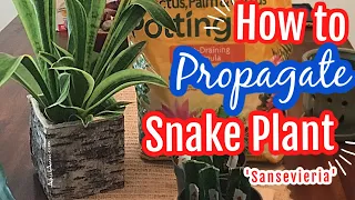 How to Propagate Snake Plant| Very Easy| Sansevieria| WITH RESULTS