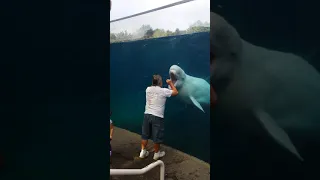 Juno having fun at Mystic Aquarium