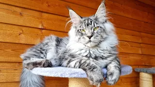 Maine Coon Kitten Dexter - 6 Months Old!