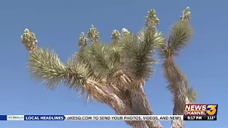 New legislation provides stronger protections for Joshua trees