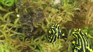 Inside Taronga's Corroboree Frog Conservation Container