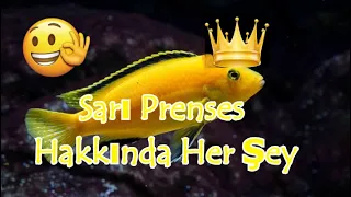 Sarı Prenses Labidochromis caeruleus Hakkında Her Şey