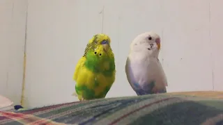 Parakeets kissing READ DESCRIPTION