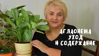 АГЛАОНЕМА. УХОД И СОДЕРЖАНИЕ. Мои цветы. Мой опыт.