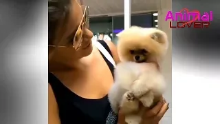 Cutest dogs in the world Cute Pomeranian Puppies for animal lover