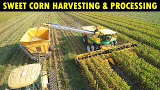 Sweet Corn Harvesting & Processing | Corn Farming / Cultivation