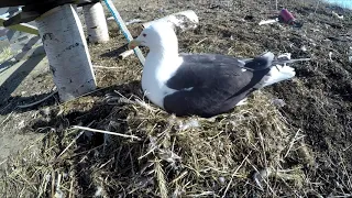 Морская чайка (лат. Larus marinus)