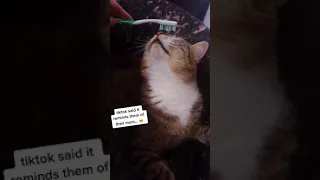 brushing cats head with toothbrush