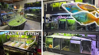 AMAZING Fish Breeding Room: FISH ROOM TOUR (40+ TANKS!) | @sydneysangels INTERVIEW