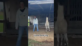 Llama Dancing. #llamasyoutube #llamas #farmlife #ranchlife #ranching #barnyard #funnyanimalsvideos