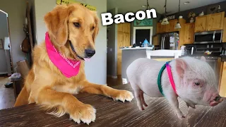 Puppy Wants to Eat Cute Mini Pig!