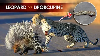 This Leopard will be killed by a Porcupine: Leopard vs Porcupine Fight to Death