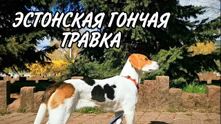 Эстонская гончая Травка|ТРЮКИ 🧡