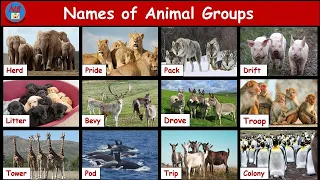 Animal Group Name | Collective noun for animals | Animal groups | Group of Animals | ANIMAL GROUPS