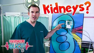 What Do Your Kidneys Do? 🤔 | Science for Kids | Operation Ouch