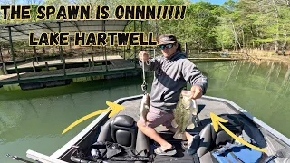 Spawn/Post Spawn Fishing lake Hartwell in April (ACA College Slam)