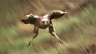 EAGLE ATTACKS FOX - UN AIGLE ROYAL ATTAQUE UN RENARD