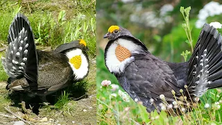 sooty grouse is a species of forest-dwelling grouse native to North America's Pacific Coast Ranges.