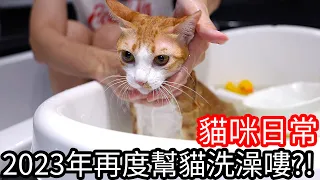 【阿金生活】貓咪日常#6 2023年度再度幫三隻貓洗澡噜!?