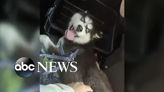 Man arrested after leaving husky puppy in hot car