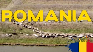 Sheep herding from above | Romania 🇷🇴 | 4K Drone Footage
