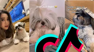 The Most Amazing Shih Tzu TikTok Compilation | Dogs Of TikTok