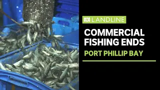 Commercial fishing nets to go in Port Phillip Bay, but there's a catch | Landline | ABC News
