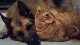 Друзья кот и собака / Friends Cat and Dog