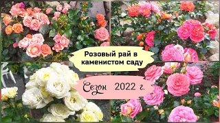 Розовый рай в каменистом саду. Прогулка по саду.( Сезон 2022 г.)