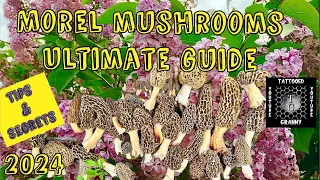 WHERE TO FIND MOREL MUSHROOMS?