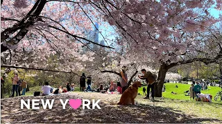 [4K] Central Park, NYC🌹🌷🌺: Beautiful Spots for Cherry Blossom Peak Bloom in Central Park / Apr. 2023