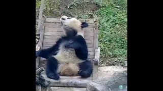 Панда...Один день из жизни панды😁