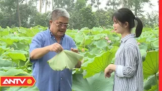 Hàng ngàn người đã kiểm soát được bệnh mỡ máu nhờ loại lá trị bách bệnh này  | SKMN | ANTV