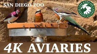 RELAX CALM MUSIC BEAUTIFUL BIRDS 2HRS 4K San Diego Zoo Aviaries