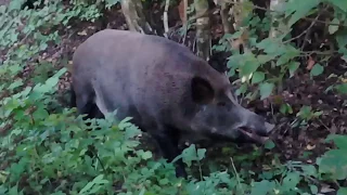 Кабан, почти ручной.