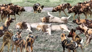 The Lion's Formidable Opponent! Lions Attack Wild Dogs...Angry Wild Dog Hunting Lions Revenge