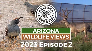2023 Arizona Wildlife Views Episode 2 - 30 Minutes