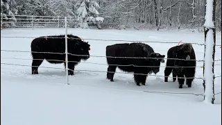 How Did We End Up Raising Bison in Minnesota?