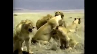 Documentary   Crater Lions of Ngorongoro African Animals Wildlife   Full Documentary