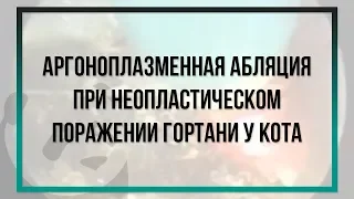 Аргоноплазменная абляция при неопластическом поражении гортани у кота