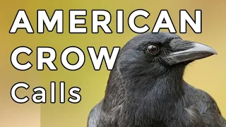 American Crow Calls (2024) - 3 MOST COMMON Sounds You Will Hear