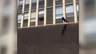 MUST-SEE VIDEO: Cat jumps from fifth floor of burning building