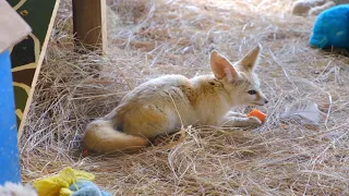 Fennec Fox | Cute fox eating video - funny