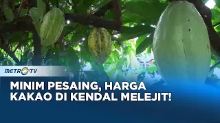 Cokelat Langka, Harga Kakao di Kendal Melejit