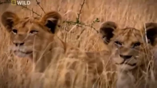 National Geographic | lions vs maasai warriors - Wildlife Animal